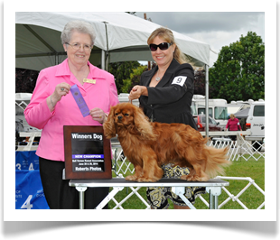 Murphy WD at BVKC to finish his AKC CH